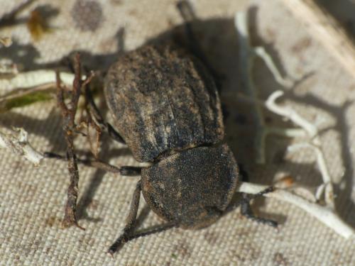 Asida sabulosa sabulosa